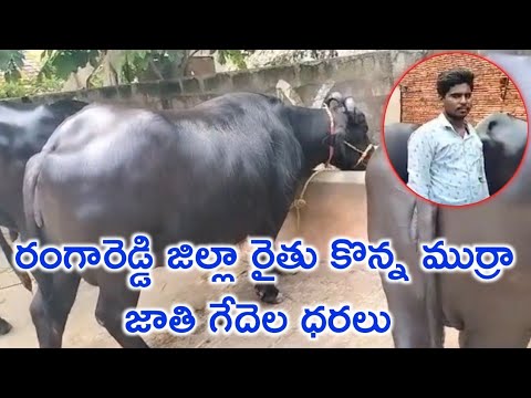 16 litre Milking Murrah Buffalo Prices in Andhra || 9346082188