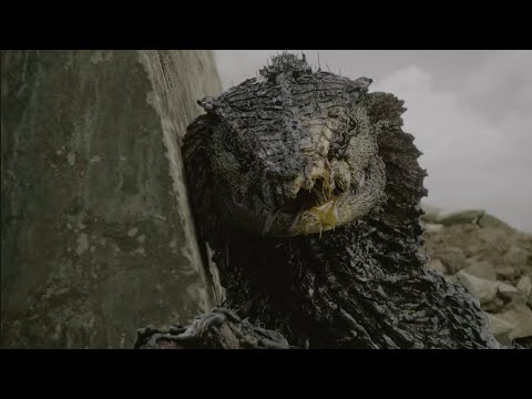 The Rise and Fall of Oats Studios!!!