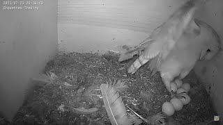 Das Anordnen der 7 Eier