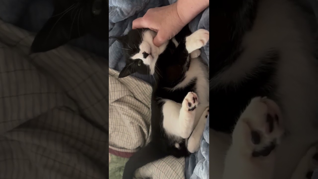 Enlarge Domino--No Adoption Fee!, a Adoptable American Shorthair in Danbury, CT video 3/6