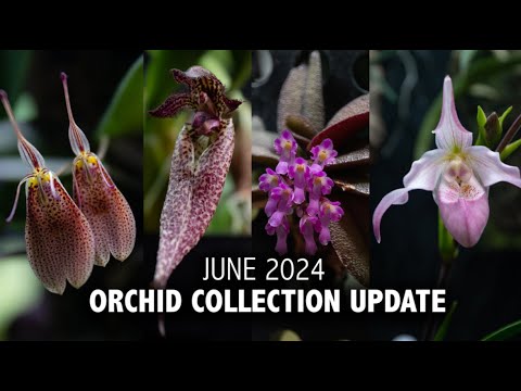 "What's In Bloom" Orchid Collection Update - June 2024 | So many RARE BLOOMS in the Grow Tent!