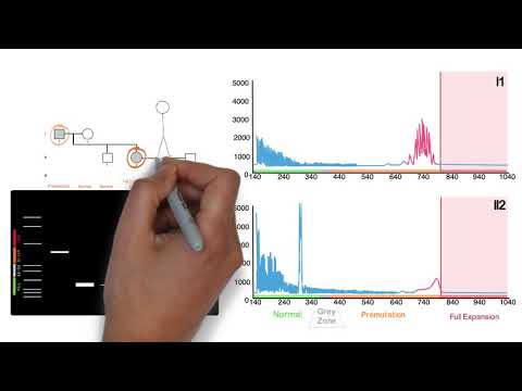 Repeat Expansion Diagnostic Techniques Part 2 - Repeat Primed PCR