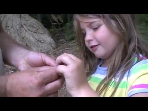 Sweetfern: Edible, Medicinal, and Survival Uses