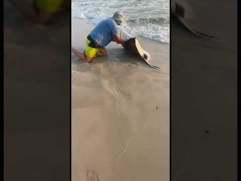 Gulf shores guy gets stabbed by sting ray
