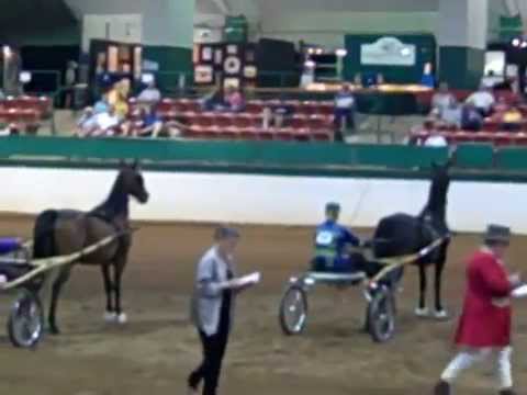 2012 Morgan Southern States Regional Show