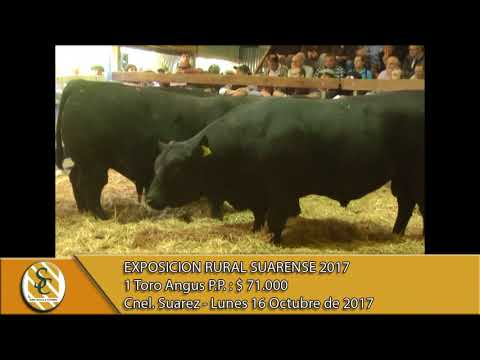 16-10-17 Venta de Toros P.P. - Exposición Rural Suarense - Coronel Suarez.