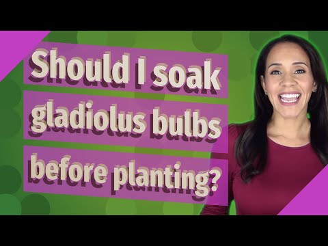YouTube video about: Should I soak gladiolus bulbs before planting?