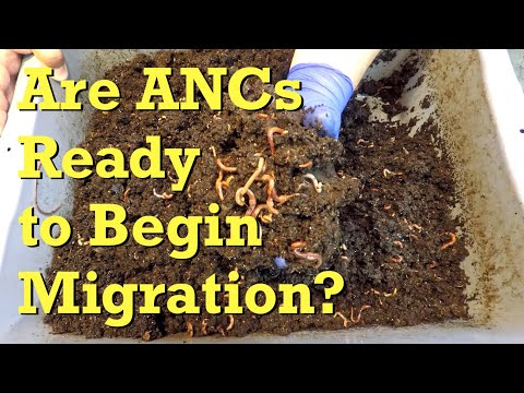 More foraging? or time to migrate? 224-day ANC worm bin check-in - vermicompost