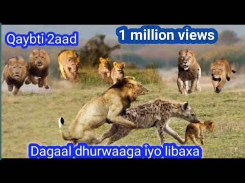 Dagaal libaax iyo dhurwaaga 2025? Q.➋aad