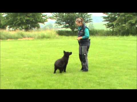 Ivan z Jukasu - obedience - 4 months