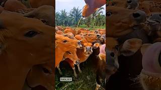 Download lagu Lack of care for fat cows makes them thin and dry #breeders #cows #balicows #indonesianfarmers mp3