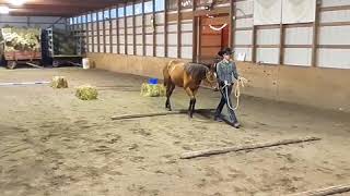 2020 AQHA YHD In-Hand Trail Video: Abigail Brubeck and A Frosted Patriot