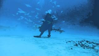preview picture of video 'Inmersión de los Tiburones Toro - Playa del Carmen, Ferbero 2013'