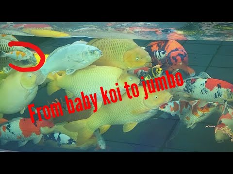 From Baby koi to Jumbo in 11 months