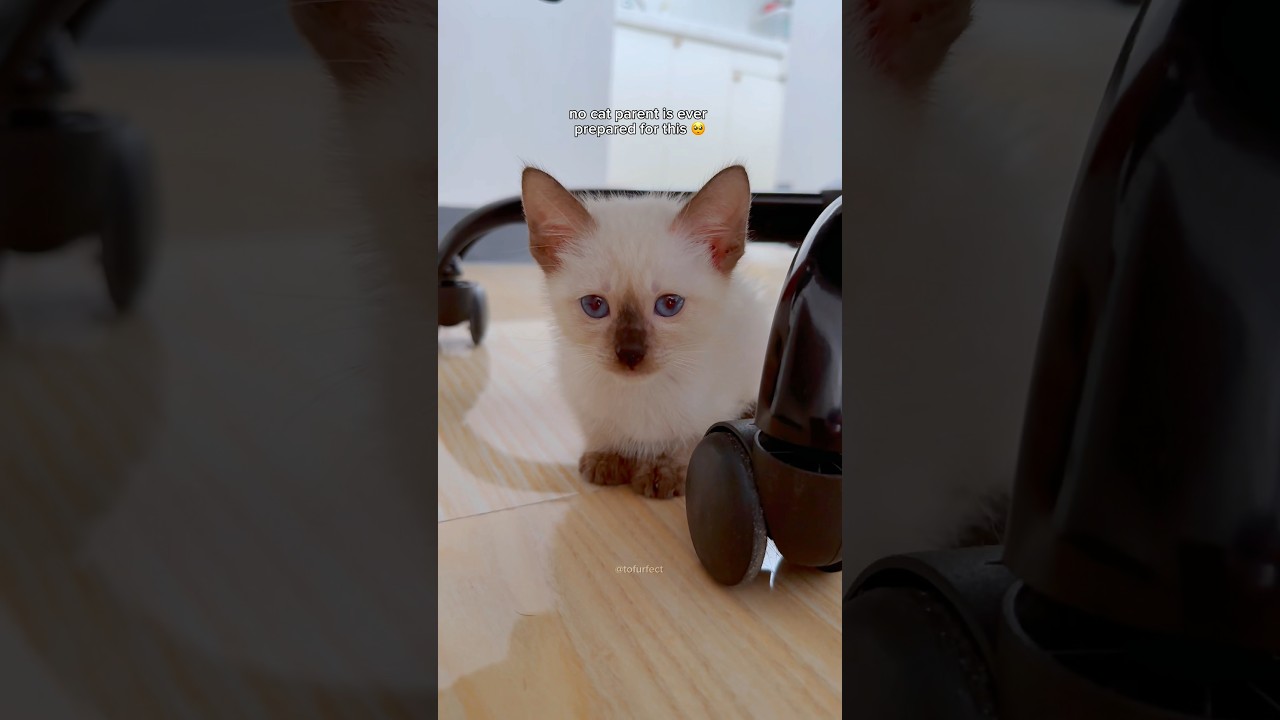 nobody prepares you for this 🥺 cat growing up #cats #siamese