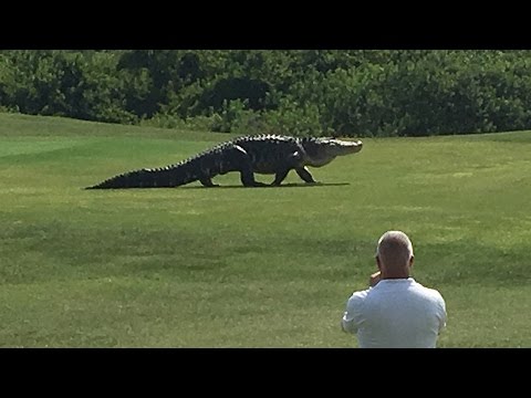 Alligator auf dem Golfplatz