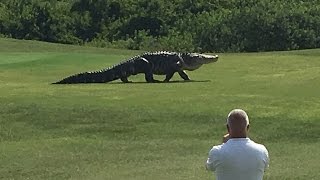 Giant Gator Walks Across Florida Golf Course | GOLF.com