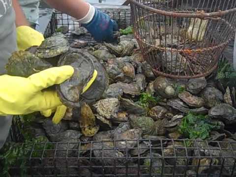 download lagu mp3 mp4 Wellfleet Oysters For Sale, download lagu Wellfleet Oysters For Sale gratis, unduh video klip Wellfleet Oysters For Sale