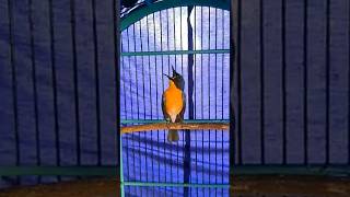 Download lagu tledekan gunung gacor‼️tembakan panjang eddann#kicaumania mp3