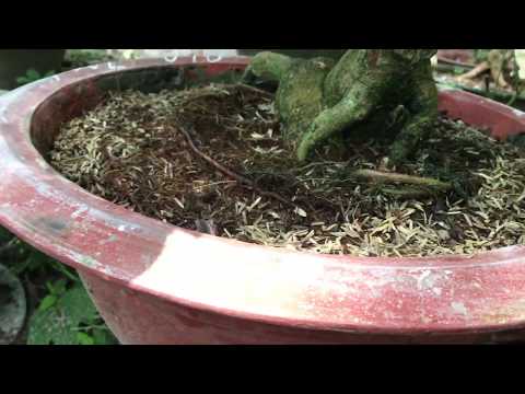 Giao Lưu Mai Vàng Bonsai 19/9/2019 ,836 , 837 , 838 , 839 , 840 , 841 , ĐT 0363833181