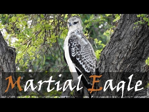 Juvenile Martial Eagle bird call video Phalaborwa Kruger