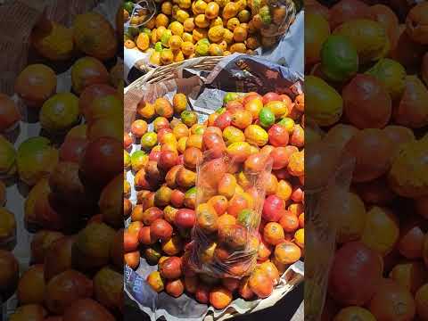 Unos Ricos Jocotes de Corona Desde Sacapulas Quiche Guatemala