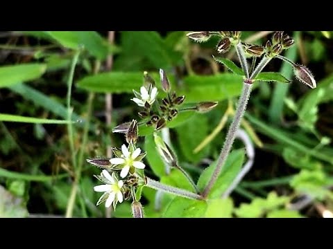 ステラリアメディア