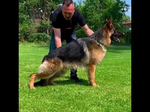 Zamir v.d.Alexander 12 months old (VA3 Asap Aldamar)