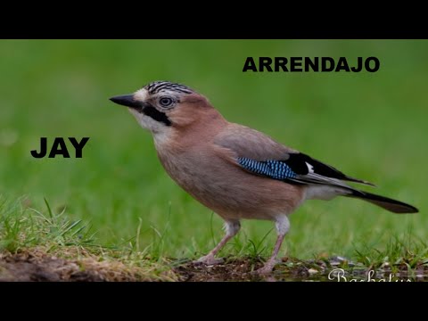 ARRENDAJO COMÚN | JAY | Garrulus glandarius