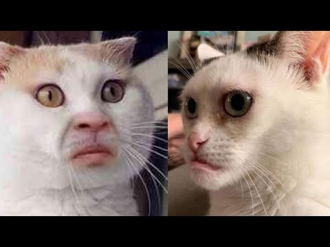 😭😂 Katzen-Comedy vom Feinsten: Die lustigsten Missgeschicke, die du nicht verpassen darfst! 😸🎉