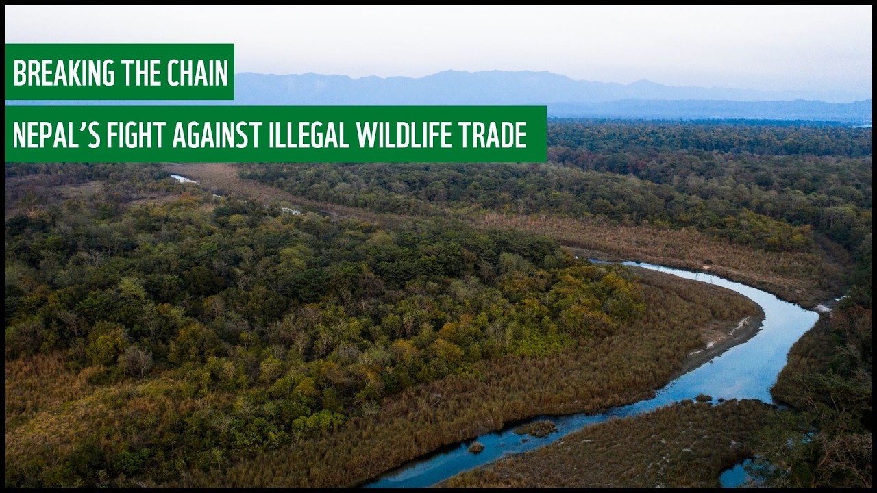 Breaking the Chain: Nepal’s fight against illegal wildlife trade.