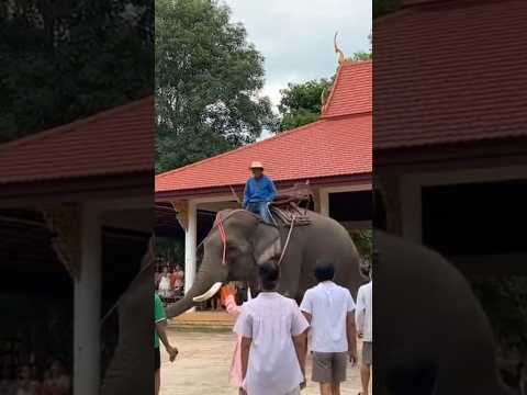 ระทึก‼️ช้างตกมันอยู่ในลานวัด😲😲 #shorts #shortsfeed #shortvideo