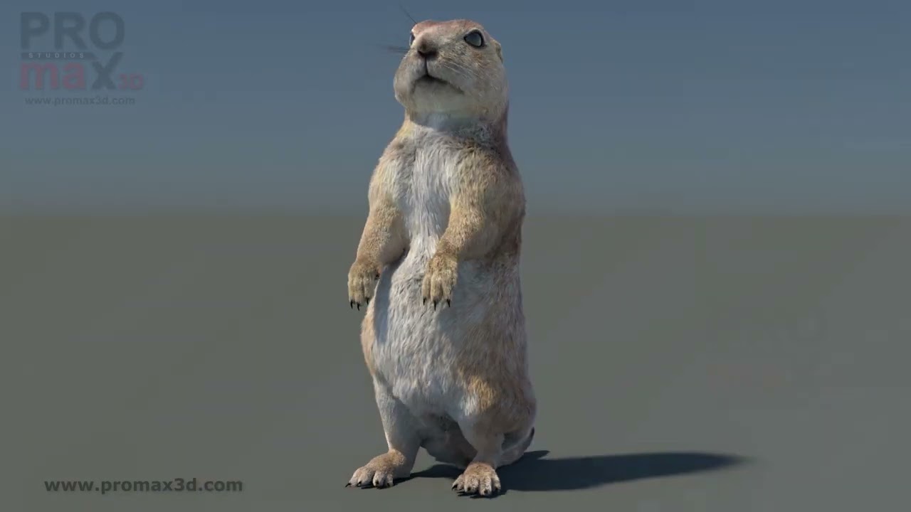 Rigged Prairie Dog Fur 3D Model
