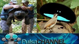 TOP 10 Animales que no Creerías 5º Parte