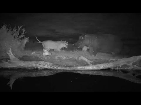 Djuma: Lions-Hippo rushes in and scatters Nkuhumas - 19:41 - 08/02/19