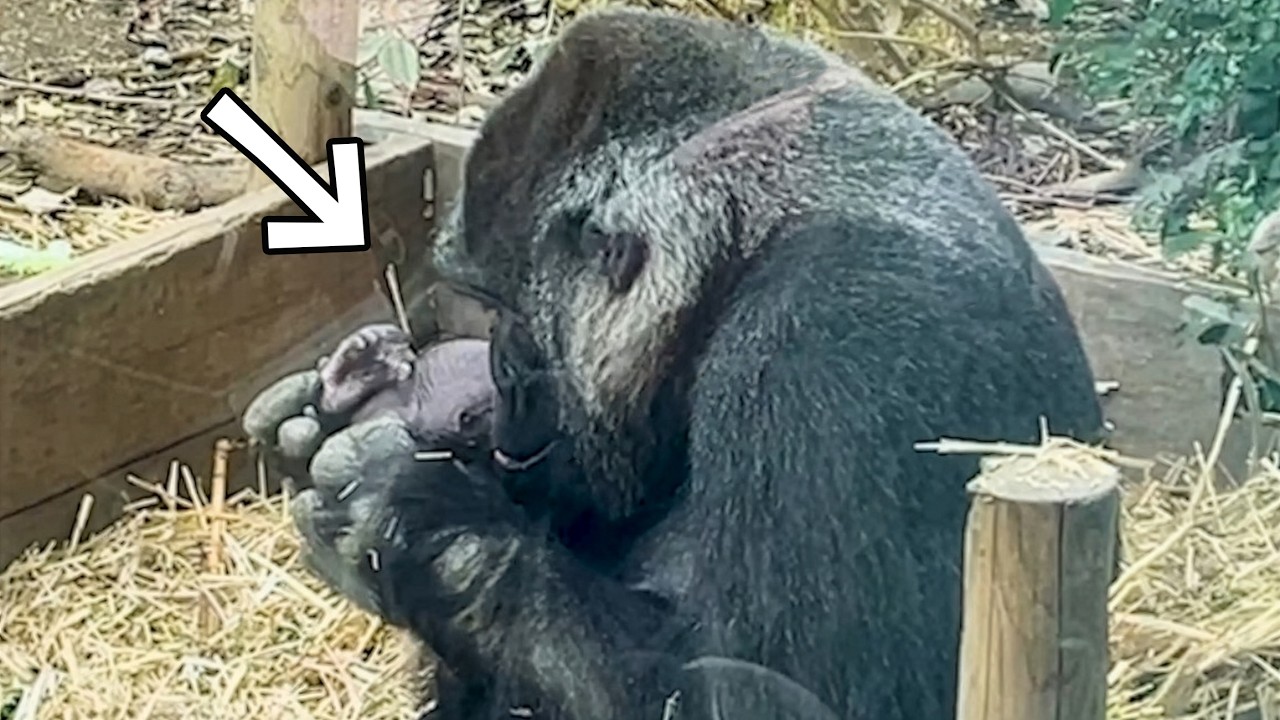 Everything OK? Mom Genki’s Deep Love for Little Santaro