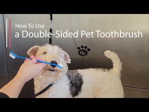 Using a Double-Sided Pet Toothbrush - How to brush...