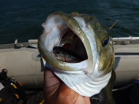 Popping for Sea Bass! Live Strikes! Feat. ZENAQ Astra S78H