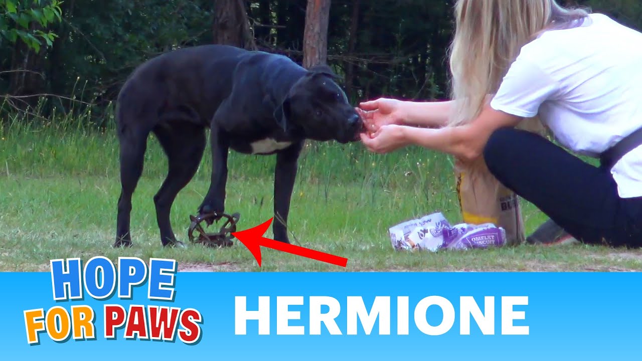 Hermione stepped on a cruel coyote trap and suffered for days until a miracle happened!