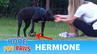 Hermione stepped on a cruel coyote trap and suffered for days until a miracle happened!