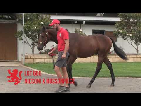 Rosemont Stud - 2019 MM Gold Coast Yearling Sale COLTS