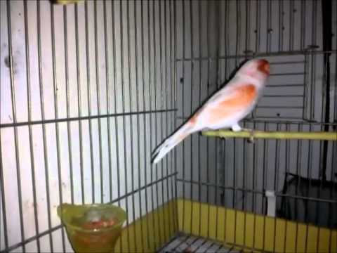 ΜΩΖΑΙΚ ΚΟΚΚΙΝΑ