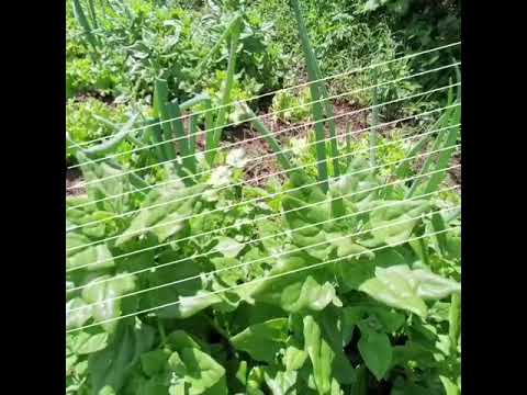 Imagen de Venta de Lotes y Terrenos en Dulce nombre - Cartago Dulce Nombre - CARTAGO