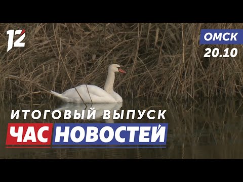 Краснокнижный лебедь-шипун / Машины с гуманитарной помощью / Омский хор. Новости Омска