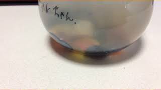 [悲報]ギルちゃんが亡くなりました