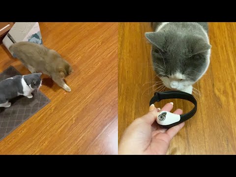Playful Cats Fascinated By Their New Laser Collars || WooGlobe