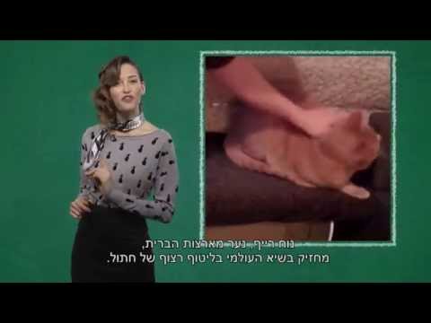 למה חתולים מגרגרים? התשובה בסרטון הבא...