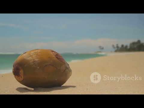 BLOCCATO SU UN'ISOLA DESERTA: Cosa Fare e Come Sopravvivere