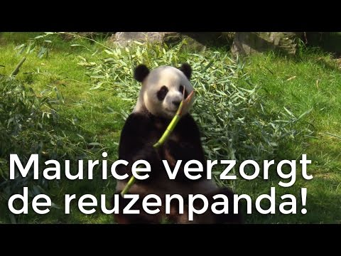 , title : 'Maurice is op bezoek bij reuzenpanda's | Het Klokhuis'