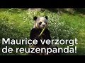 Maurice is op bezoek bij reuzenpanda's | Het Klokhuis